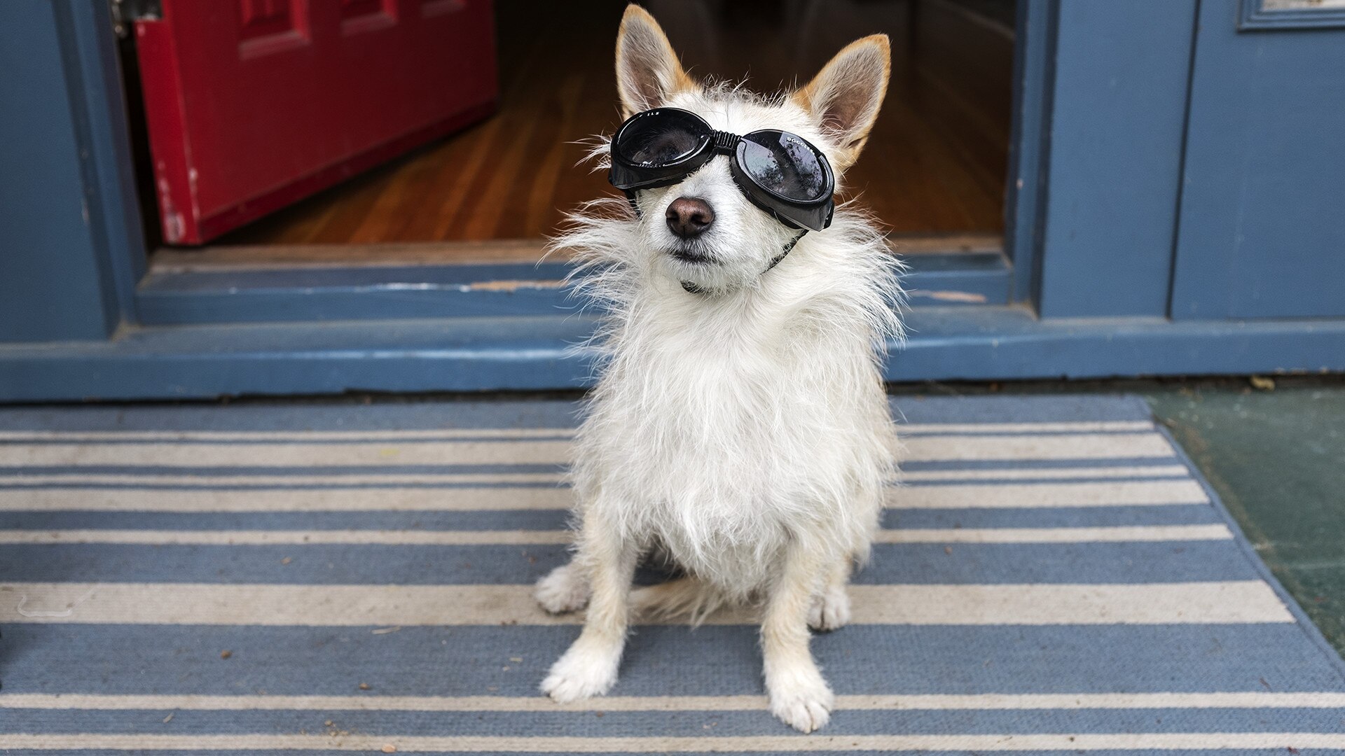De hond van Joy Lewis