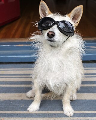De hond van Joy Lewis